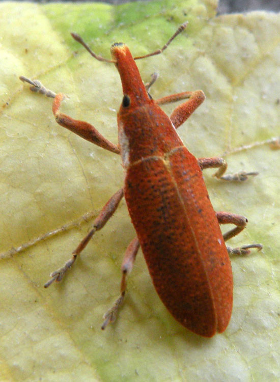 Lixus pulverulentus in tonalit rossa